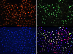 High Sensitivity Monoclonal Antibodies